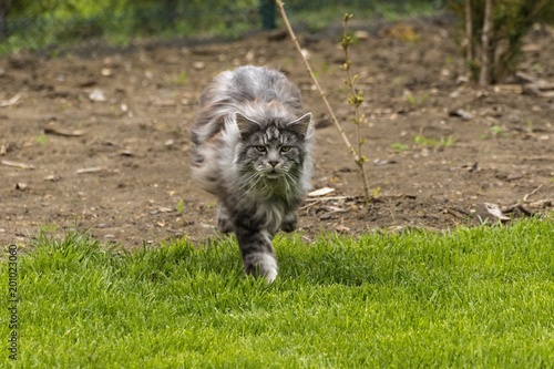 beautiful coon in nature in spring