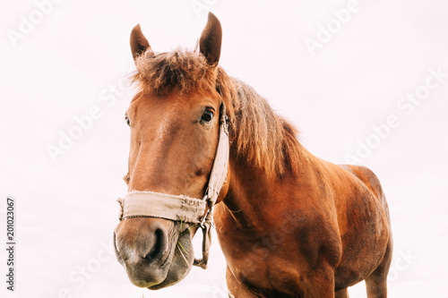 Funny Closeup Of Horse - Wide Angle © Grigory Bruev