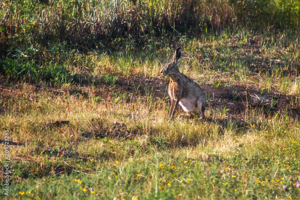 Hare in the natural environment Hare in the natural environment