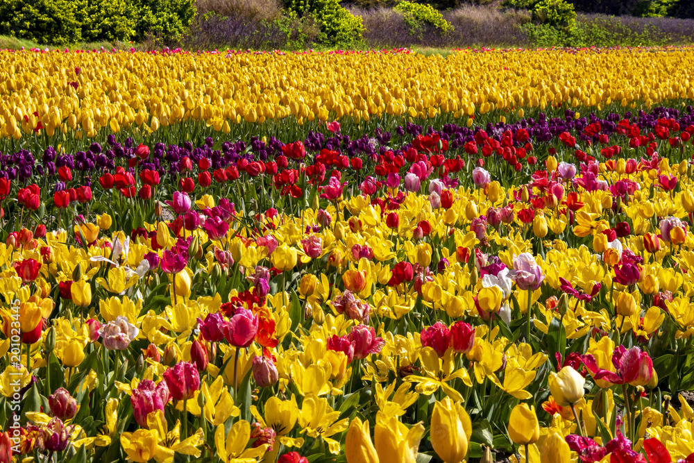 Pointe de la Torche. Culture de tulipes multicolores. Finistère, Bretagne.  France Stock Photo | Adobe Stock