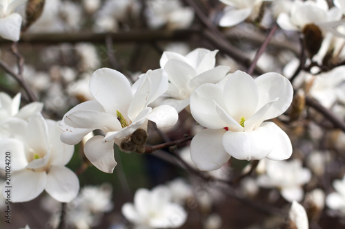 Blossoming white magnolia flowers close up