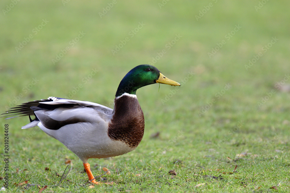 Single male Mallard Duck bird on sandy wetlands during a spring nesting period Single male Mallard Duck bird on sandy wetlands during a spring nesting period