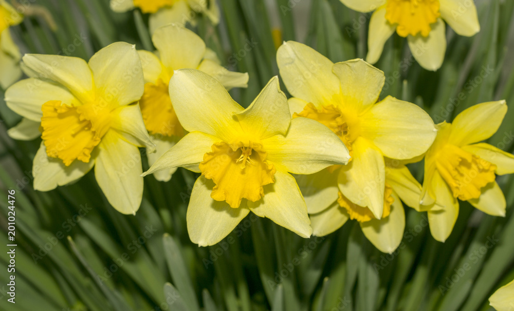 Yellow flowers in early spring day. Yellow flowers in early spring day.