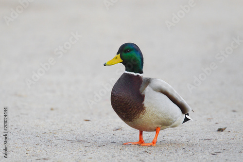 Single male Mallard Duck bird on sandy wetlands during a spring nesting period