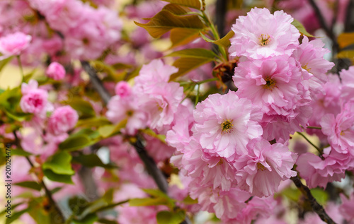 Sakura flowers on a tree. photo