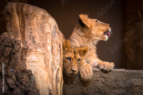 Two cute baby lions portrait