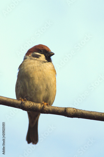 Single Tree Sparrow bird on a tree branch during a spring nesting period