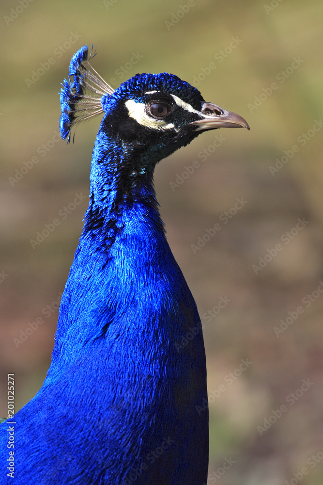 Obraz premium Single Indian Peafowl bird in a park during early spring nesting period