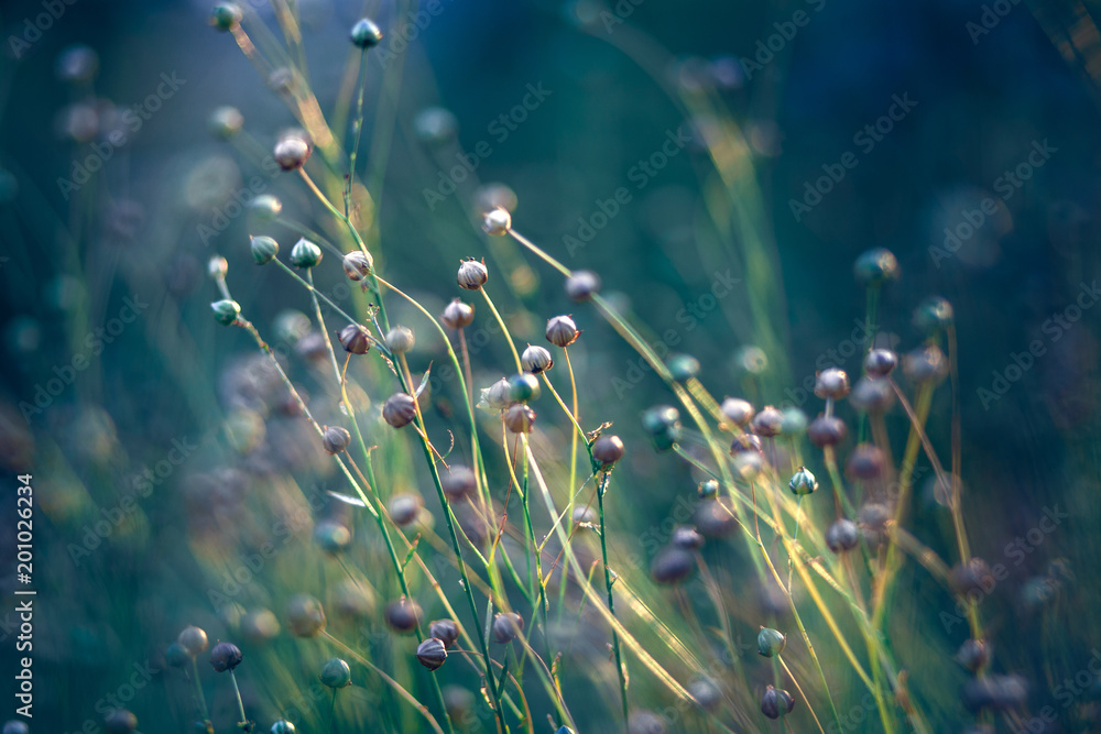 flax field in the evening sun - obrazy, fototapety, plakaty 