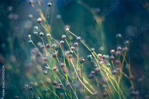 Schilderij op canvas flax field in the evening sun