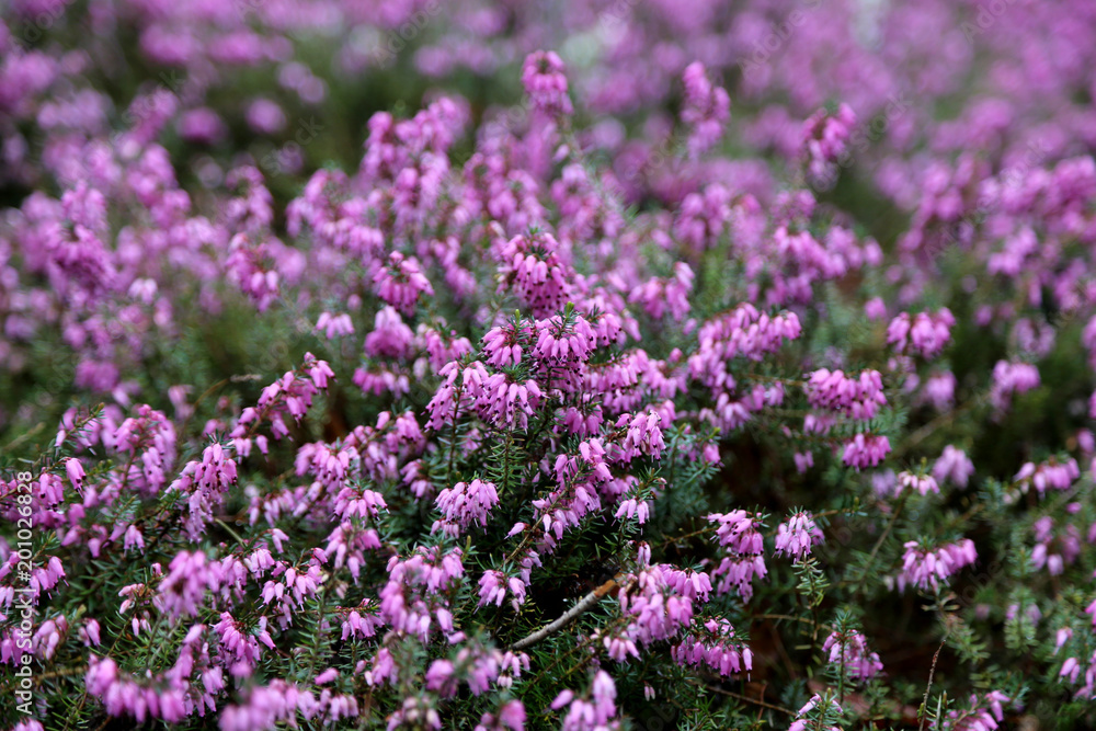 Schneeheide (Erica carnea) Hintergrund Schneeheide (Erica carnea) Hintergrund