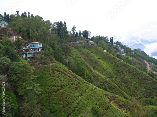 Darjeeling , INDIA , 15th APRIL 2011 : Aerial View from the cable car with TEA Plantation in Darjeeling City, India photo