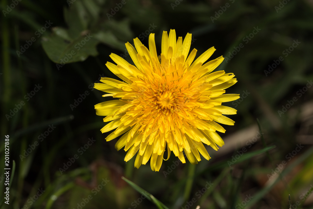 blühender gelber Löwenzahn im Frühling blühender gelber Löwenzahn im Frühling