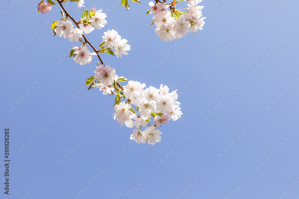 detail of blooming cherry bud of tree