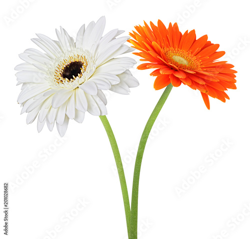 Two wonderful Gerberas  Daisies  isolated on white background. Germany