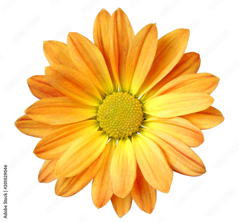Lovely Daisy isolated on white background, including clipping path. Germany Lovely Daisy isolated on white background, including clipping path. Germany