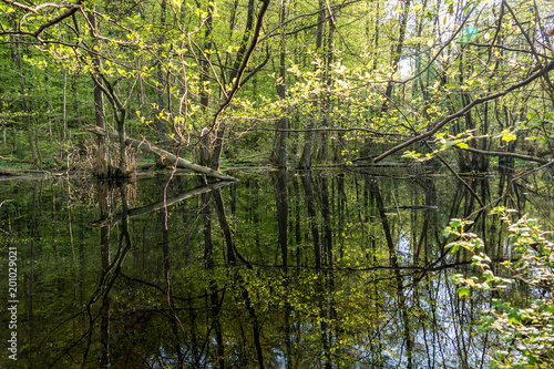 Tümpel im Wald © focus finder