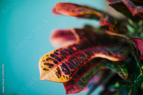 Big multicolored leaves of croton on the blue wall background. Bright image of leaves of codiaeum of green, red, yellow, orange and magenta colors. photo