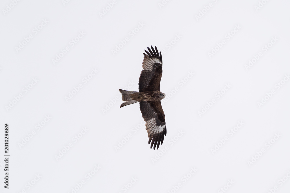 Obraz premium Black kite in the sky