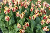 tulipany żółte w czerwone paski