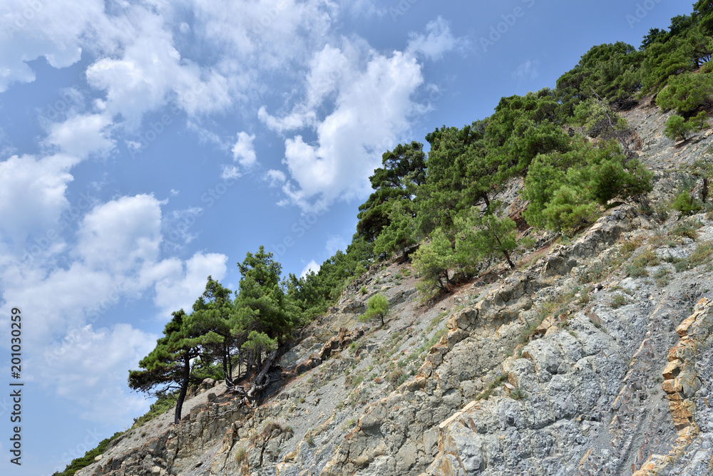 Beautiful structure of the rock, consists of a solid rock in the form of layers. On a steep rock grow coniferous trees Beautiful structure of the rock, consists of a solid rock in the form of layers. On a steep rock grow coniferous trees