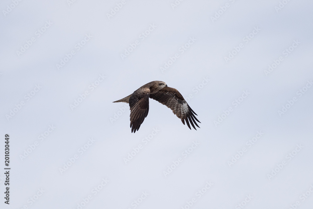 Black kite in the sky Black kite in the sky