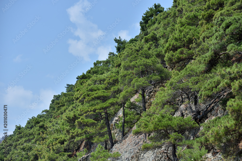 Beautiful structure of the rock, consists of a solid rock in the form of layers. On a steep rock grow coniferous trees