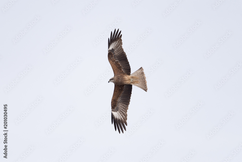 Fototapeta premium Black kite in the sky