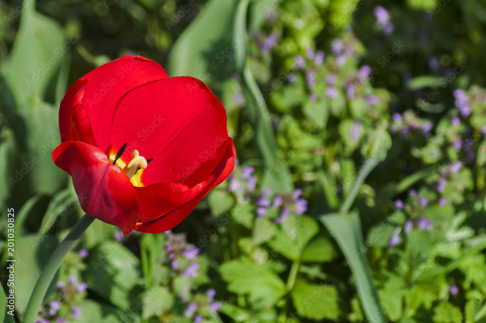 Blooming red tulips closeup in a rural yard as natural floral background Blooming red tulips closeup in a rural yard as natural floral background