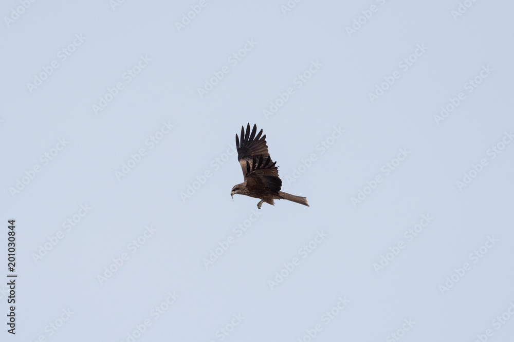 Fototapeta premium Black kite in the sky