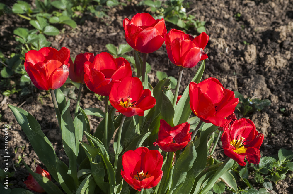 Blooming red tulips closeup in a rural yard as natural floral background