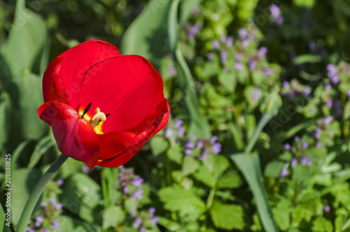 Blooming red tulips closeup in a rural yard as natural floral background
