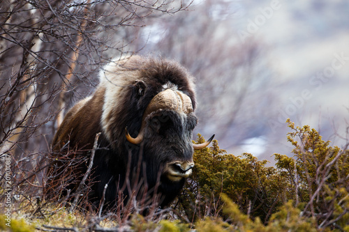 Fotografie Musk ox in Dovrjefell, Norway