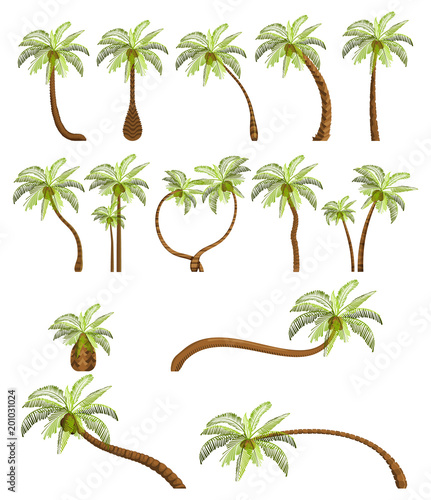 Palm trees isolated on white background. Beautiful vectro palma tree set vector illustration