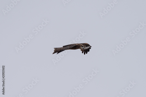 Black kite in the sky photo