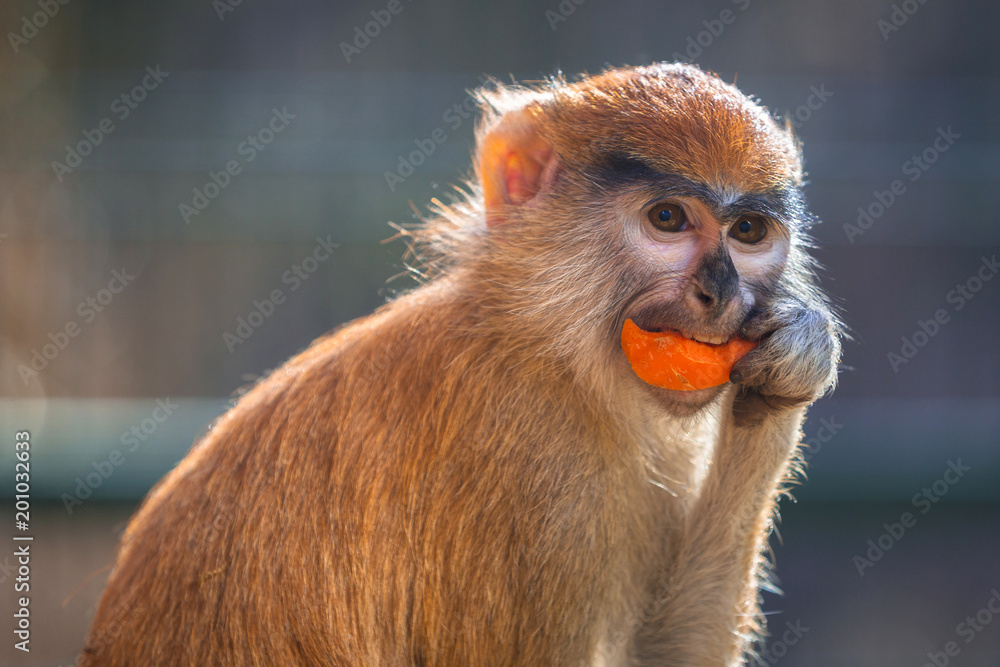 Fototapeta premium Patas monkey eating carrot
