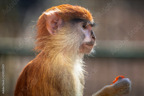 Patas monkey eating carrot