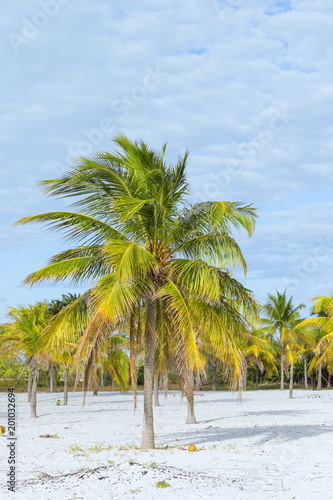 Coconut palm brightly stands out against the background of a clo