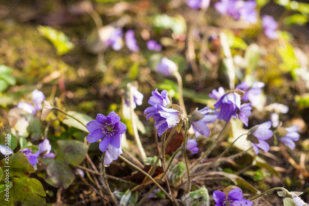 A meadow of ultra violet liverleaf or hepatica flowers with small drops of water at golden hour, morning sun, early spring rare plants in a park