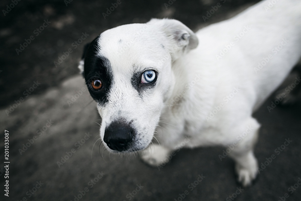 sad and surprised dog with different eyes