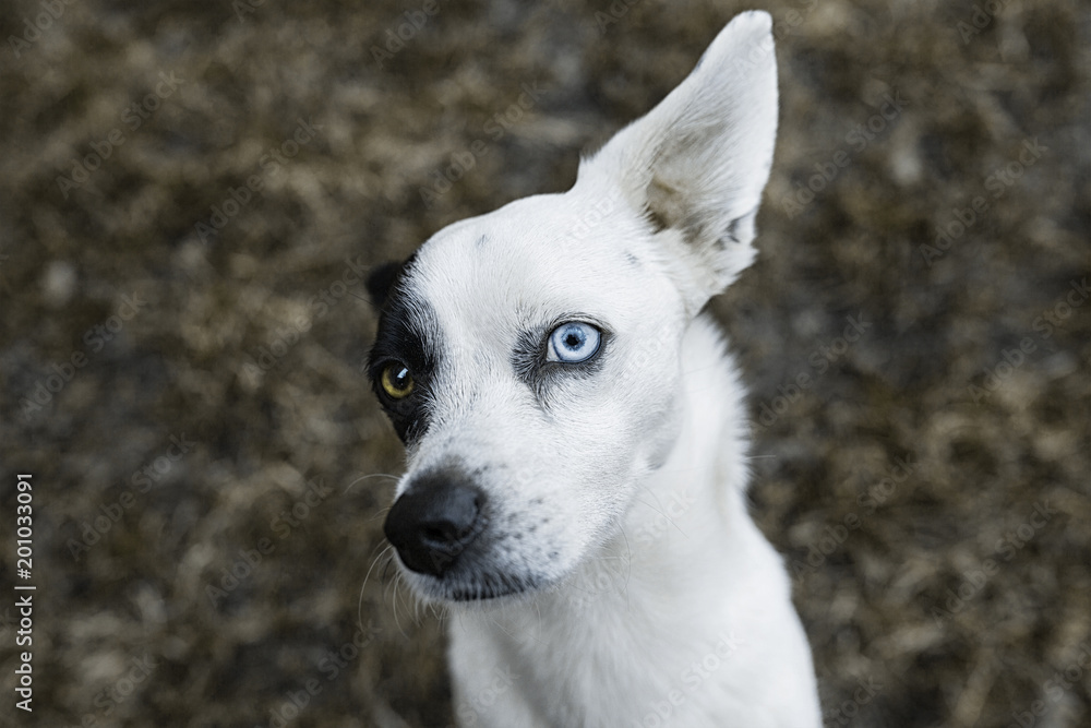 dog with protruding ear and different eyes dog with protruding ear and different eyes