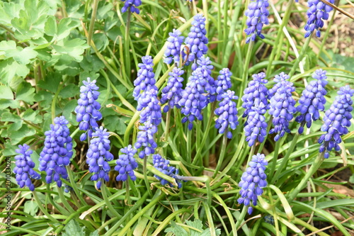 blauw druifje in bloei in de stadstuin in het vroege voorjaar  photo