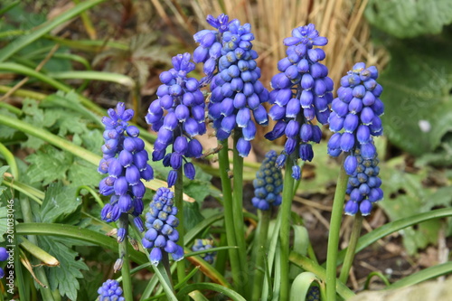 blauw druifje in bloei in de stadstuin in het vroege voorjaar 