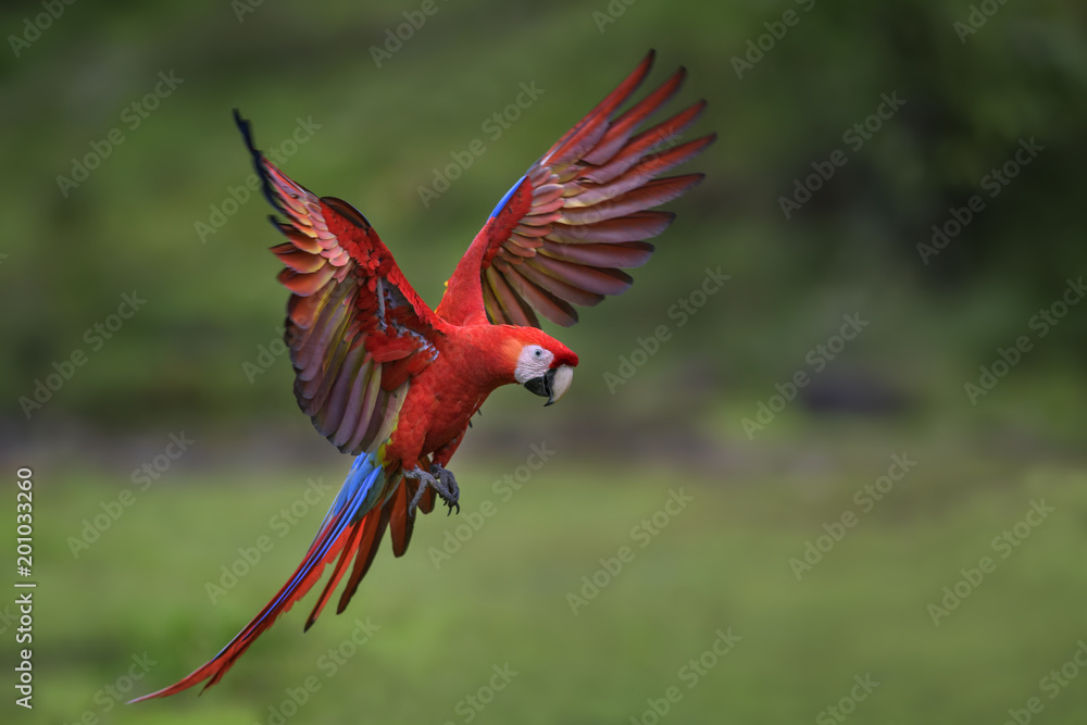 Obraz premium Szkarłatna ara - Ara Macao, duża piękna kolorowa papuga z lasów Nowego Świata, Kostaryka.