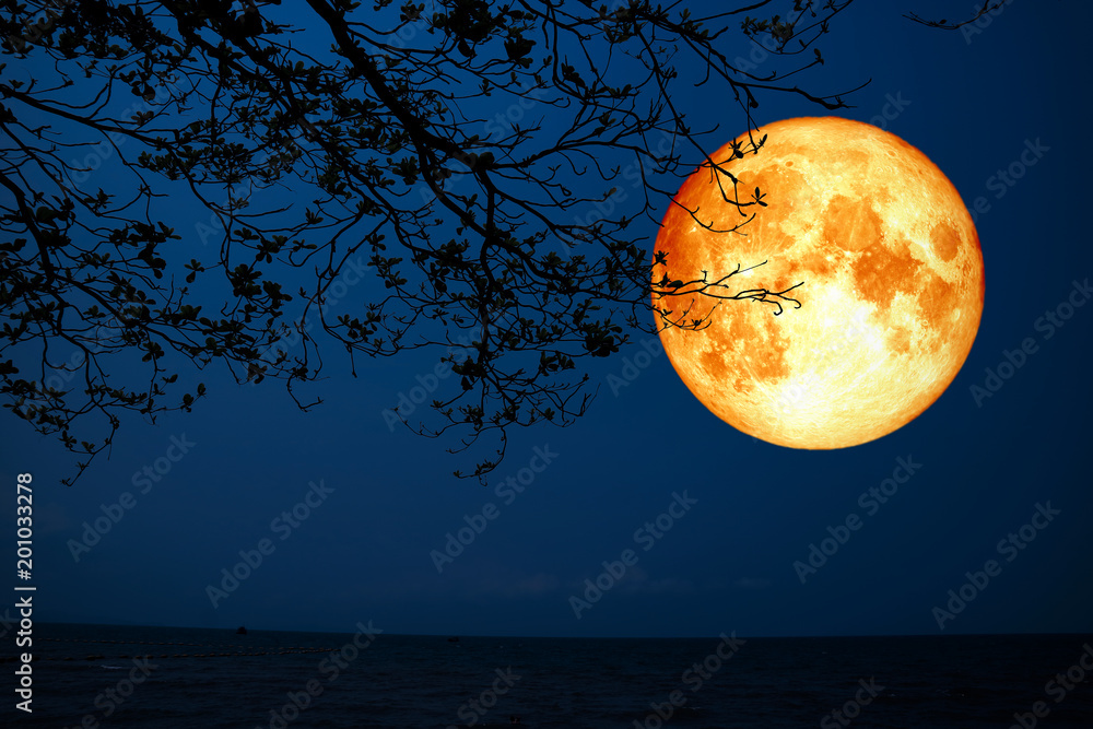Naklejka premium full blood moon silhouette dry tree over sea
