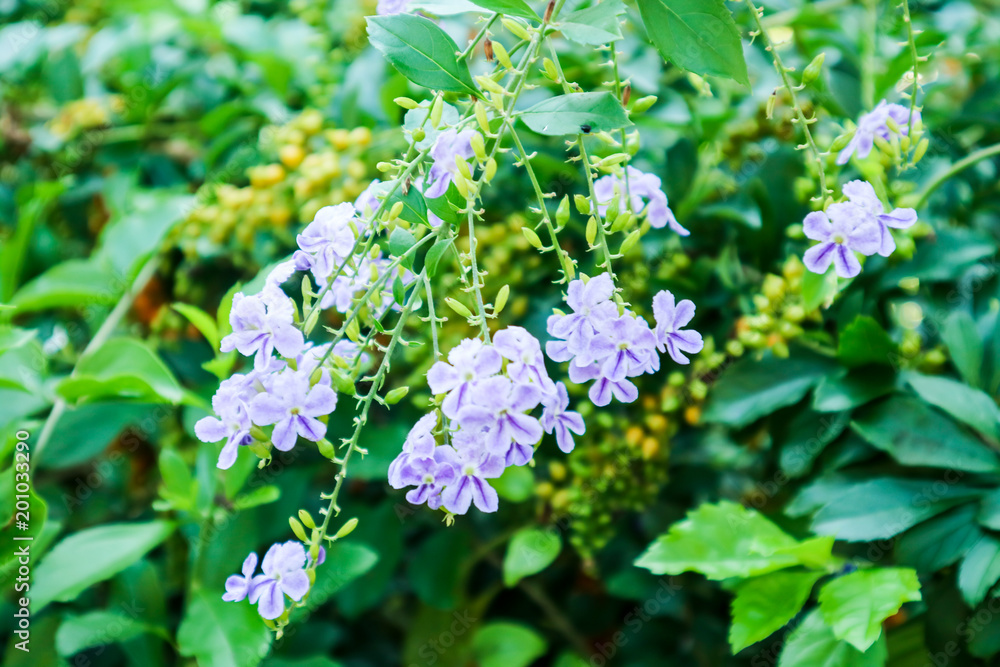 Golden Dew Drop, Pigeon Berry, Sky Flower, Duranta erecta , The flowers are light-blue or lavender, fruit is a small globose Golden Dew Drop, Pigeon Berry, Sky Flower, Duranta erecta , The flowers are light-blue or lavender, fruit is a small globose