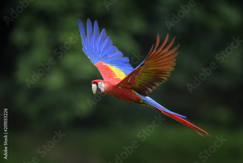 Scarlet Macaw - Ara macao, large beautiful colorful parrot from New World forests, Costa Rica. © David