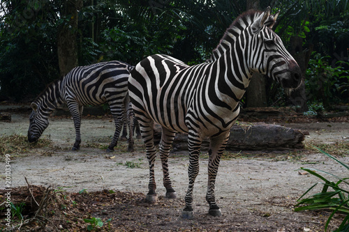 Two striped zebras eat hay in the afternoon. Black and white young zebra in the foreground.