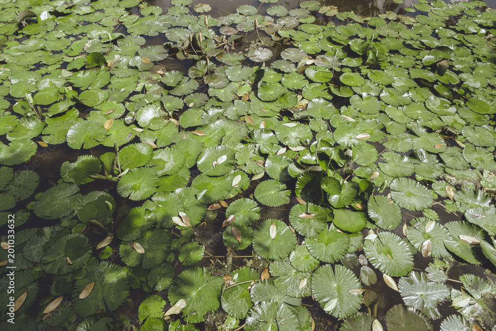 Full frame of pond with green water lilies, Bali, Indonesia Full frame of pond with green water lilies, Bali, Indonesia