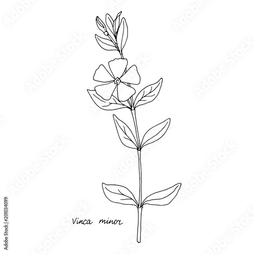 Carta da parati Ink drawing plant of periwinkle